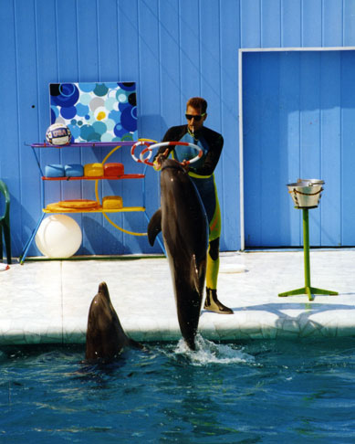 Дельфинарий — фото: Лоо, маленький Сочи