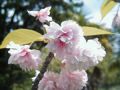 Апрель - время цветения сакуры — фото: Лоо, маленький Сочи