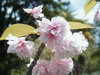 Апрель - время цветения сакуры. Ехать в Японию не обязательно. Встречаемся в ЛОО... и любуемся