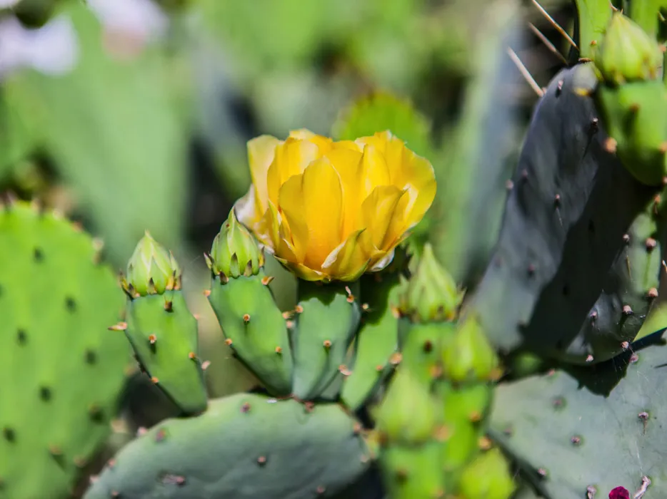 Цветение кактуса апунции (цветок живет один день, но их много)