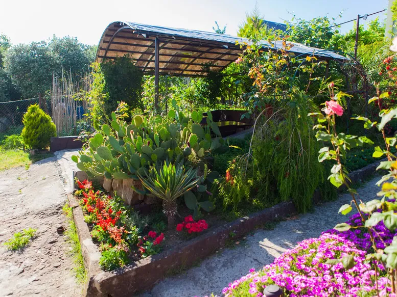 На территории много цветов и тропических растений (на фото юкка, кактус апунция, розы)