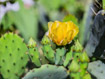 Цветение кактуса апунции (цветок живет один день, но их много)