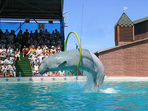 Дельфинарий — фото: Лоо, маленький Сочи